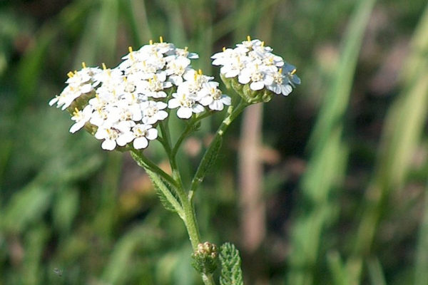 Ceai Bio de Coada Soricelului