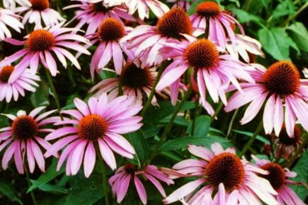 Ceai Bio de Echinacea