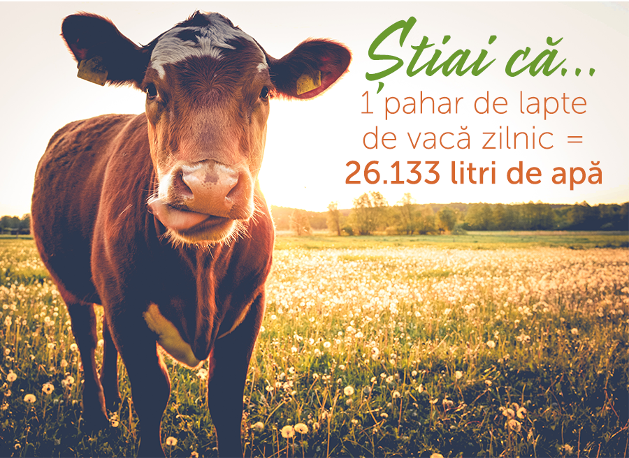 1 pahar de lapte de vaca zilnic = 26133 litri de apa